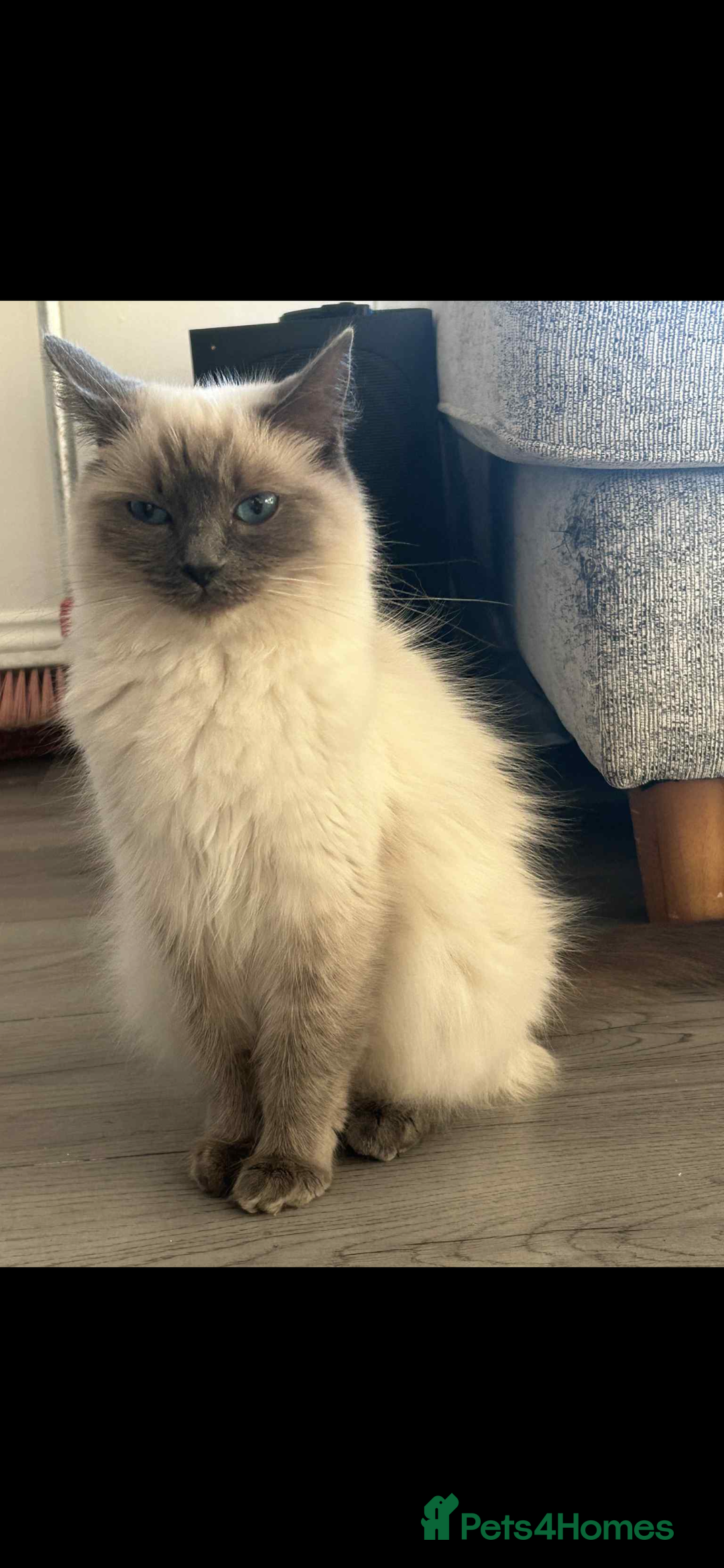 Ragdoll cats for sale: Female ragdoll - Image 4