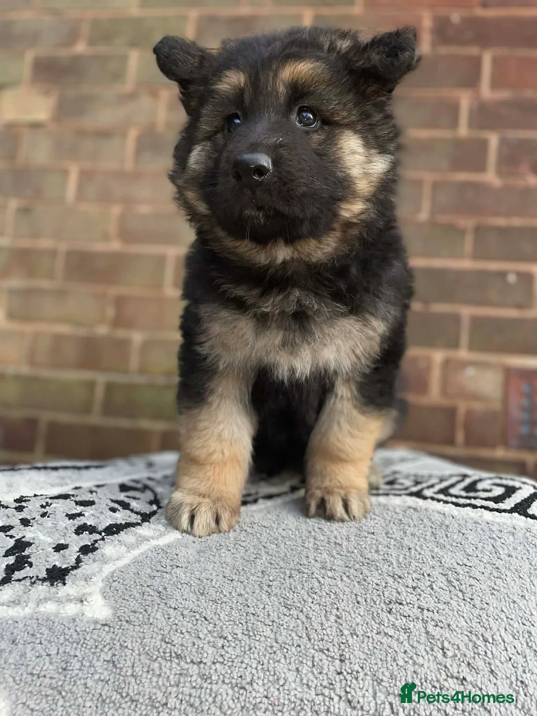 German Shepherd dogs for sale: Longhaired german shepherd puppy - Advert 1