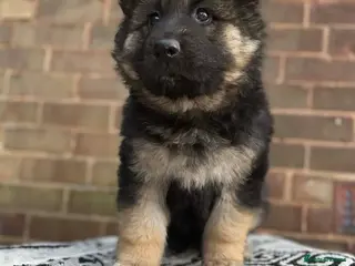 German Shepherd dogs Longhaired german shepherd puppy - Advert 17