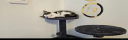 Mixed Breed cats for sale: Beautiful Long-Haired Male Cat in Haverhill - Advert 15