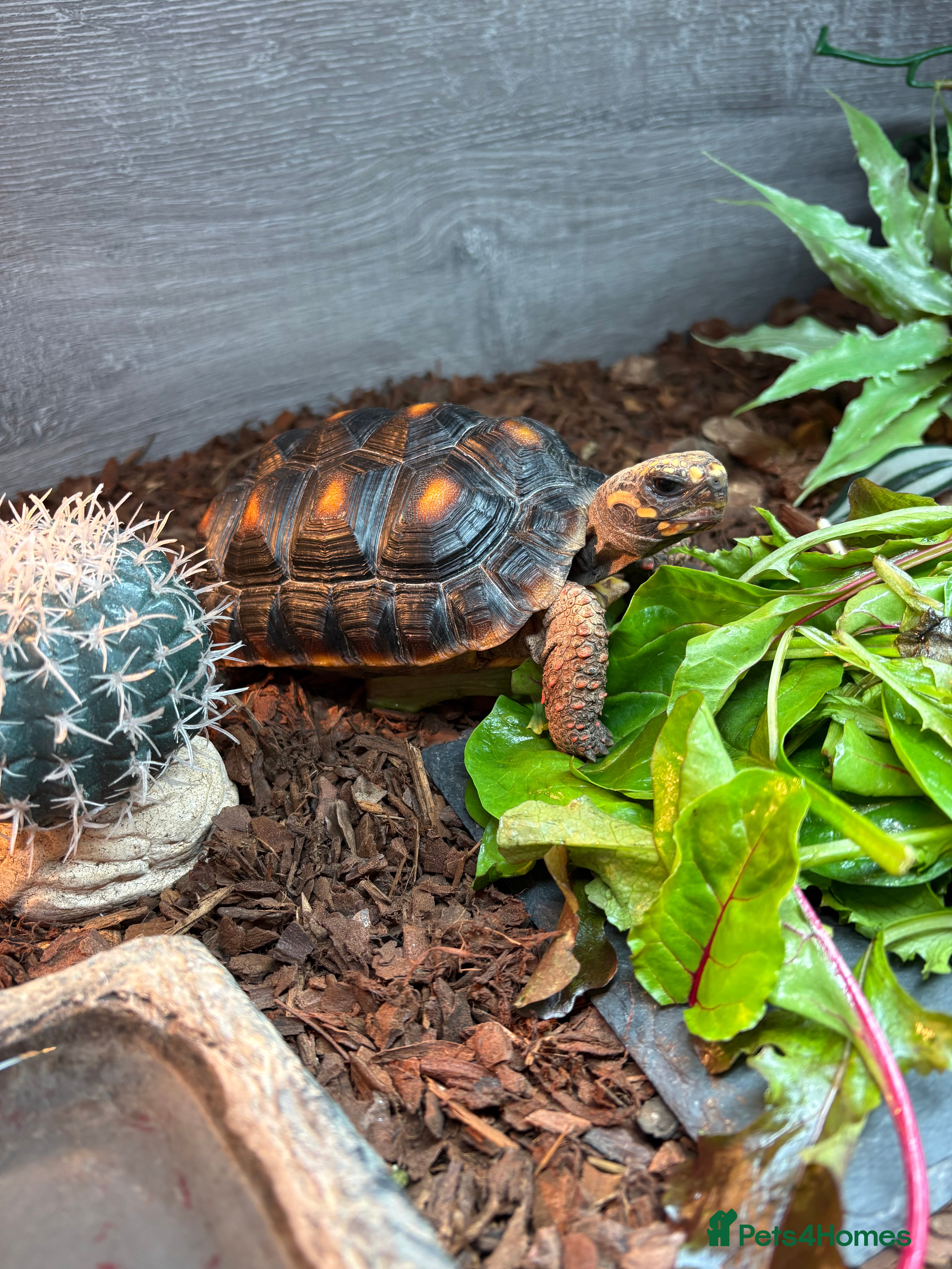 Tortoise reptiles Red footed tortoise  - Advert 1