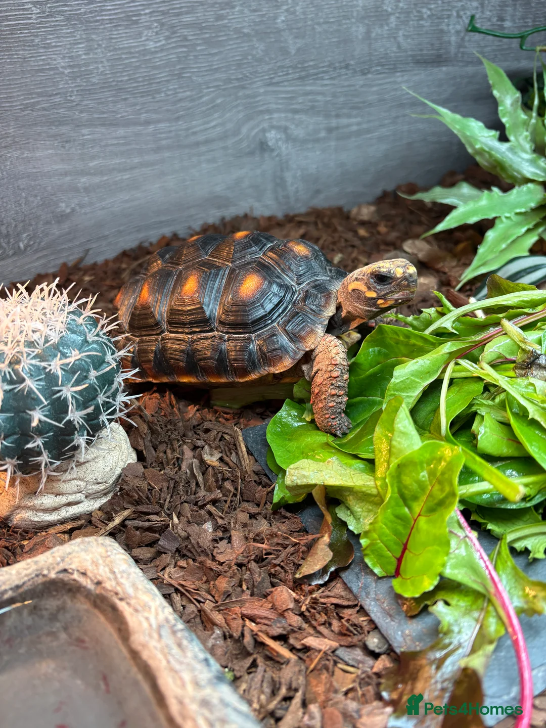 Tortoise reptiles for sale: Red footed tortoise  - Advert 1