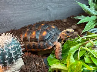 Tortoise reptiles Red footed tortoise - Advert 3