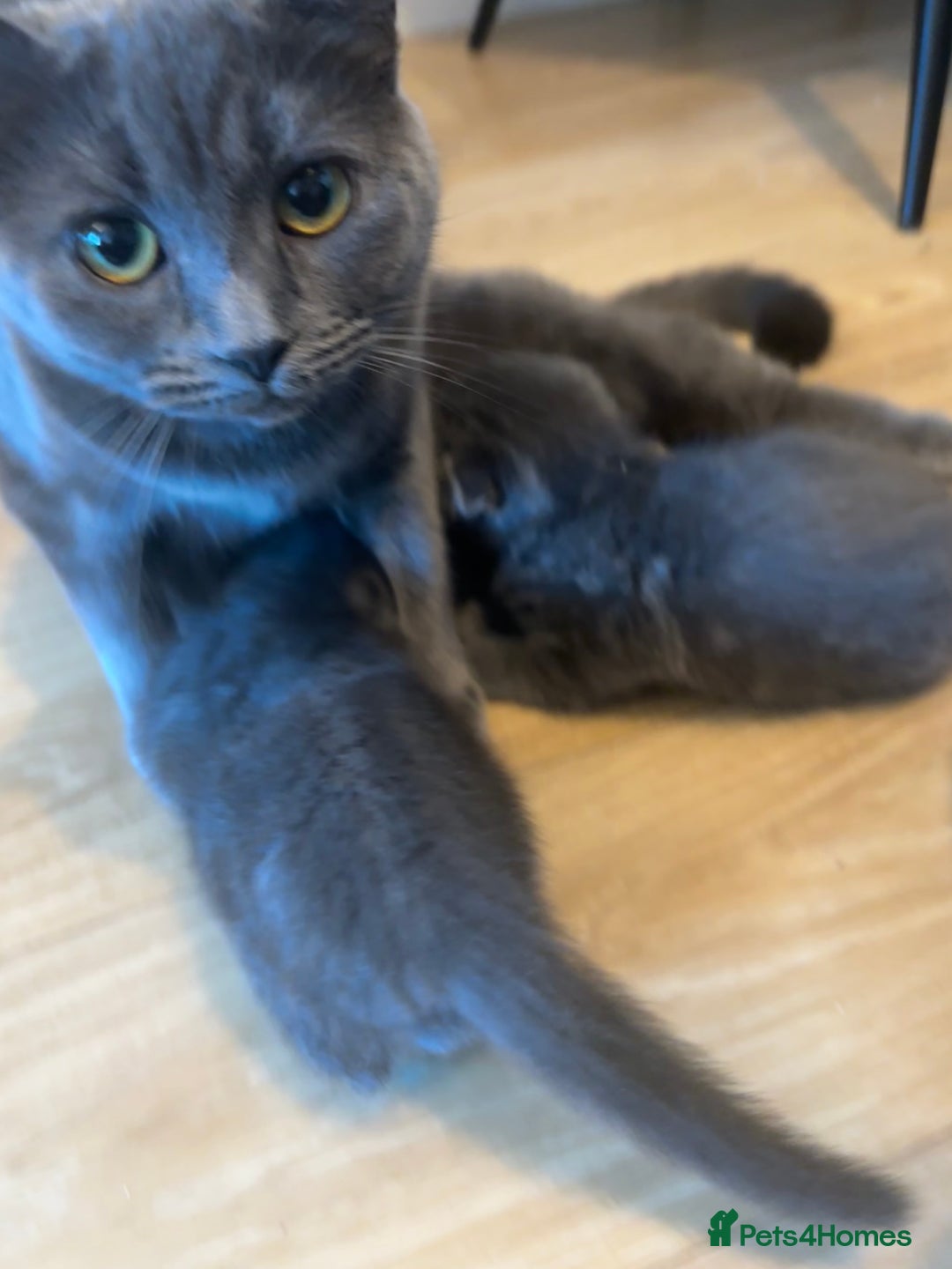 Scottish Fold cats for sale: Mother cat and Scottish fold kittens - Advert 2