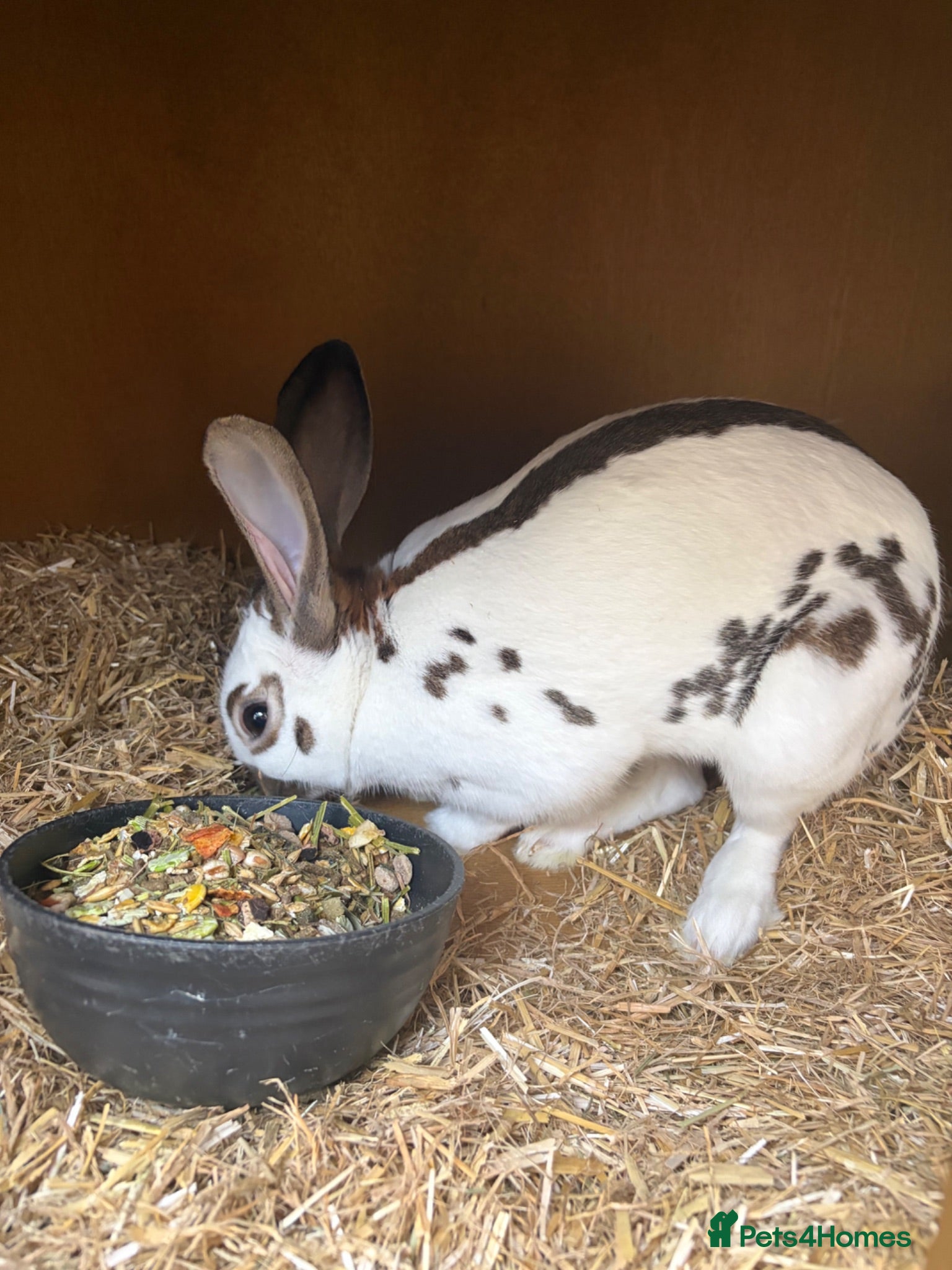 Mixed Breed rabbits Rex and English spots  - Advert 2