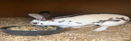Mixed Breed rabbits for sale: Rex and English spots  - Advert 2