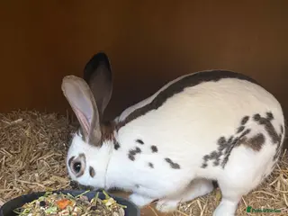 Mixed Breed rabbits Rex and English spots - Advert 2