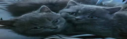 British Shorthair cats for sale: Pure British Shorthair Kittens - Advert 17