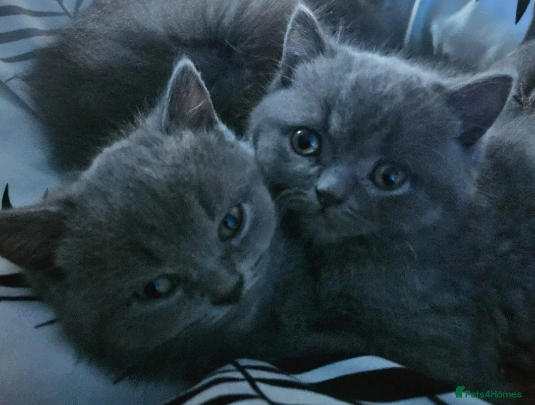 British Shorthair cats for sale: Pure British Shorthair Kittens - Advert 17