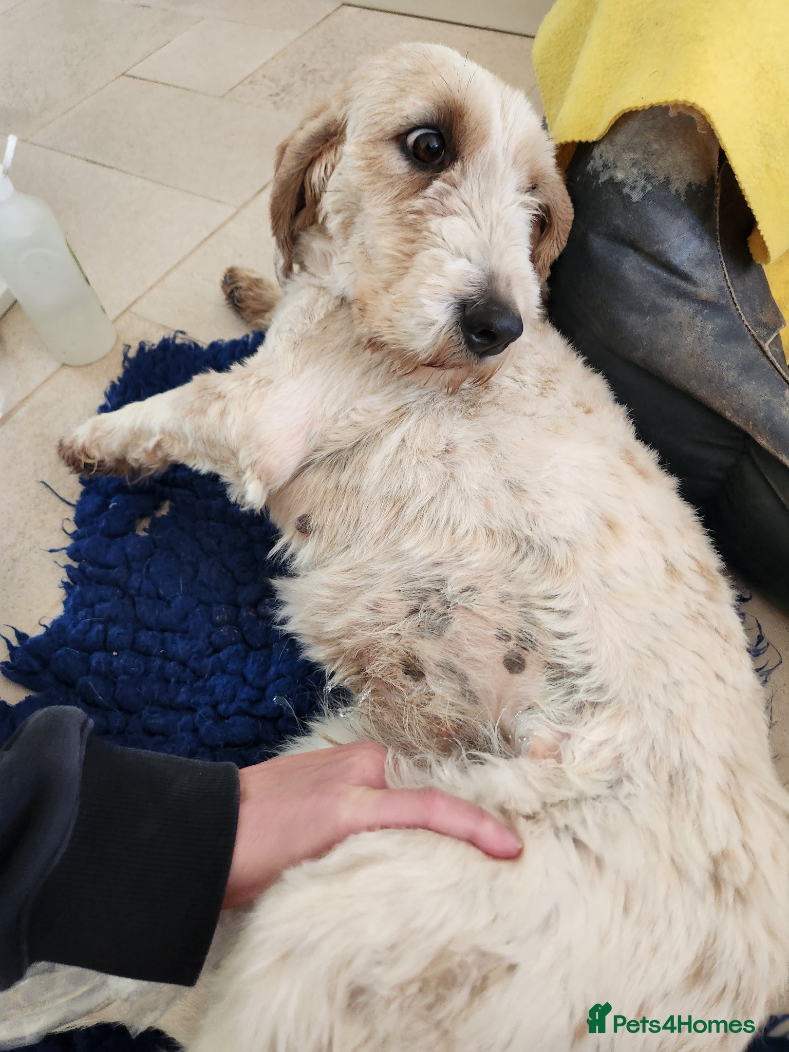 Basset Griffon Vendeen dogs Griffon grand bassets  - Advert 6