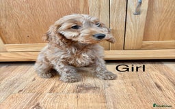 Cockapoo dogs for sale: Cockapoo Puppies Ready Now Fully Vaccinated  - Advert 13