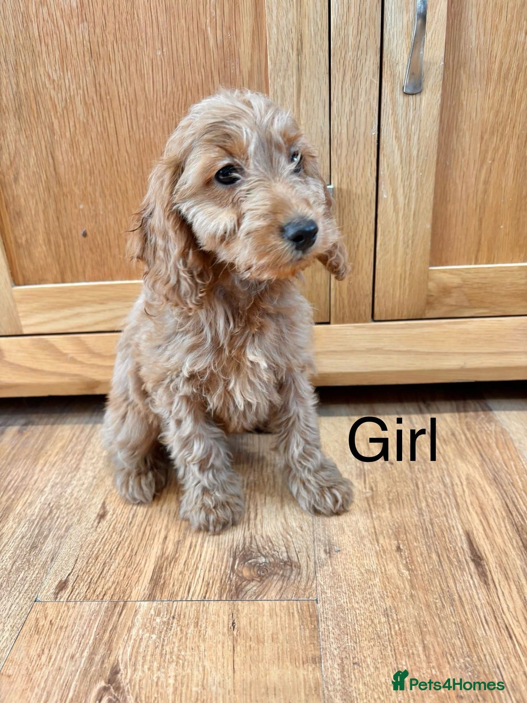 Cockapoo dogs for sale: Cockapoo Puppies Ready Now Fully Vaccinated  - Advert 13
