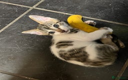 Mixed Breed cats for sale: Ready! Snow Bengal/Seal Lynx X Kittens  - Image 6