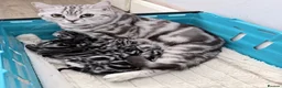 British Shorthair cats for sale: GCCF British Shorthair silver tabby kittens  - Advert 7