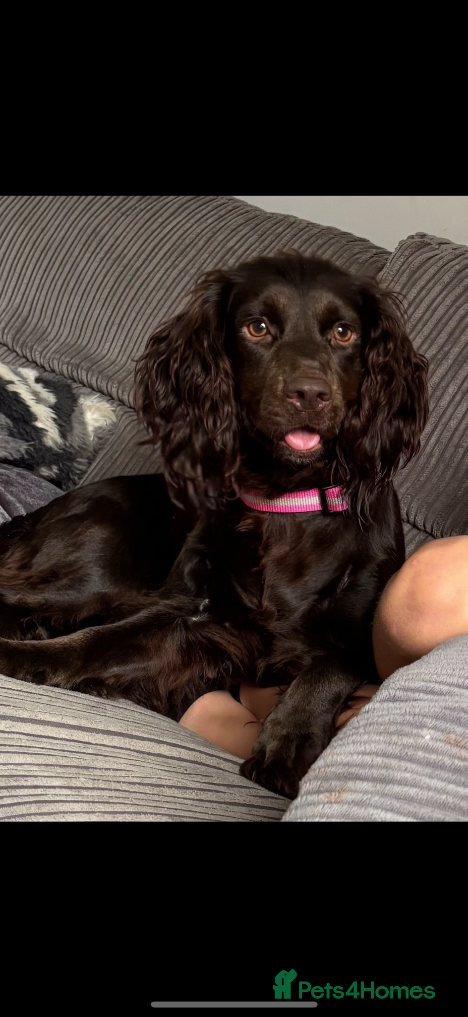 Cocker Spaniel dogs Cocker spaniel  - Advert 1