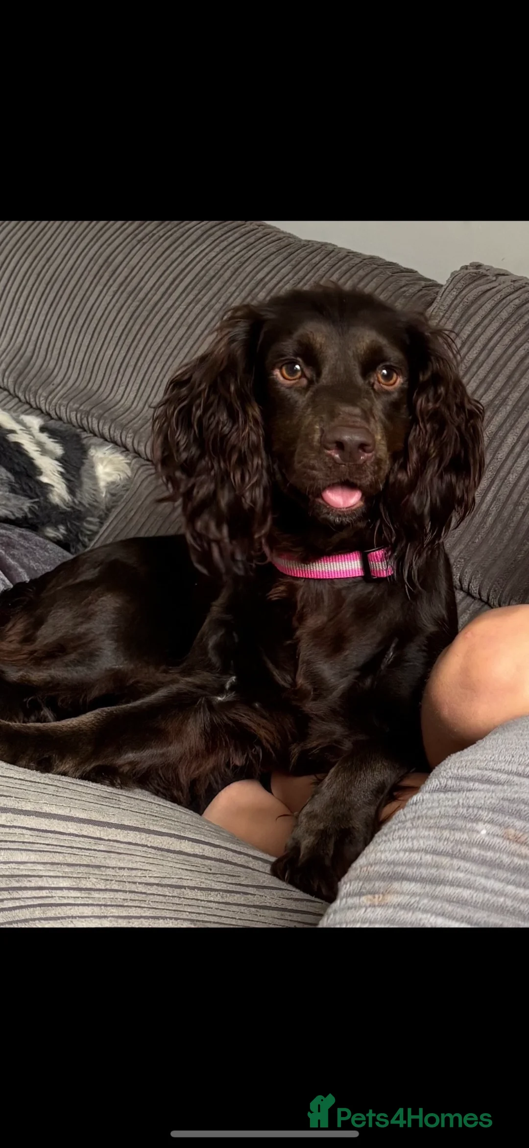 Cocker Spaniel dogs for sale: Cocker spaniel  in Houghton le Spring - Advert 1