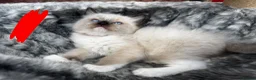 Ragdoll cats for sale: Pure breed ragdoll kittens READY NOW  - Advert 30