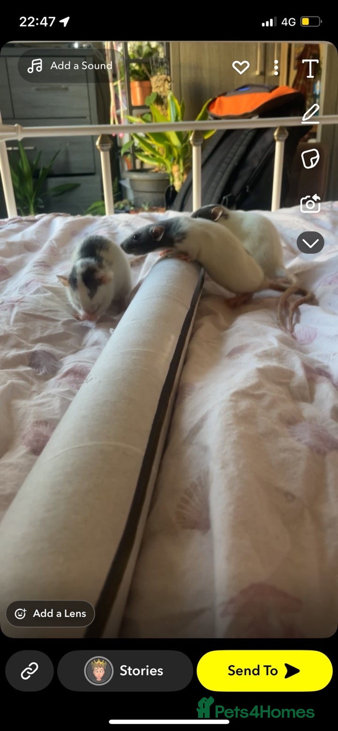 Rat rodents for sale: 3 Bonded Female rats - Image 1