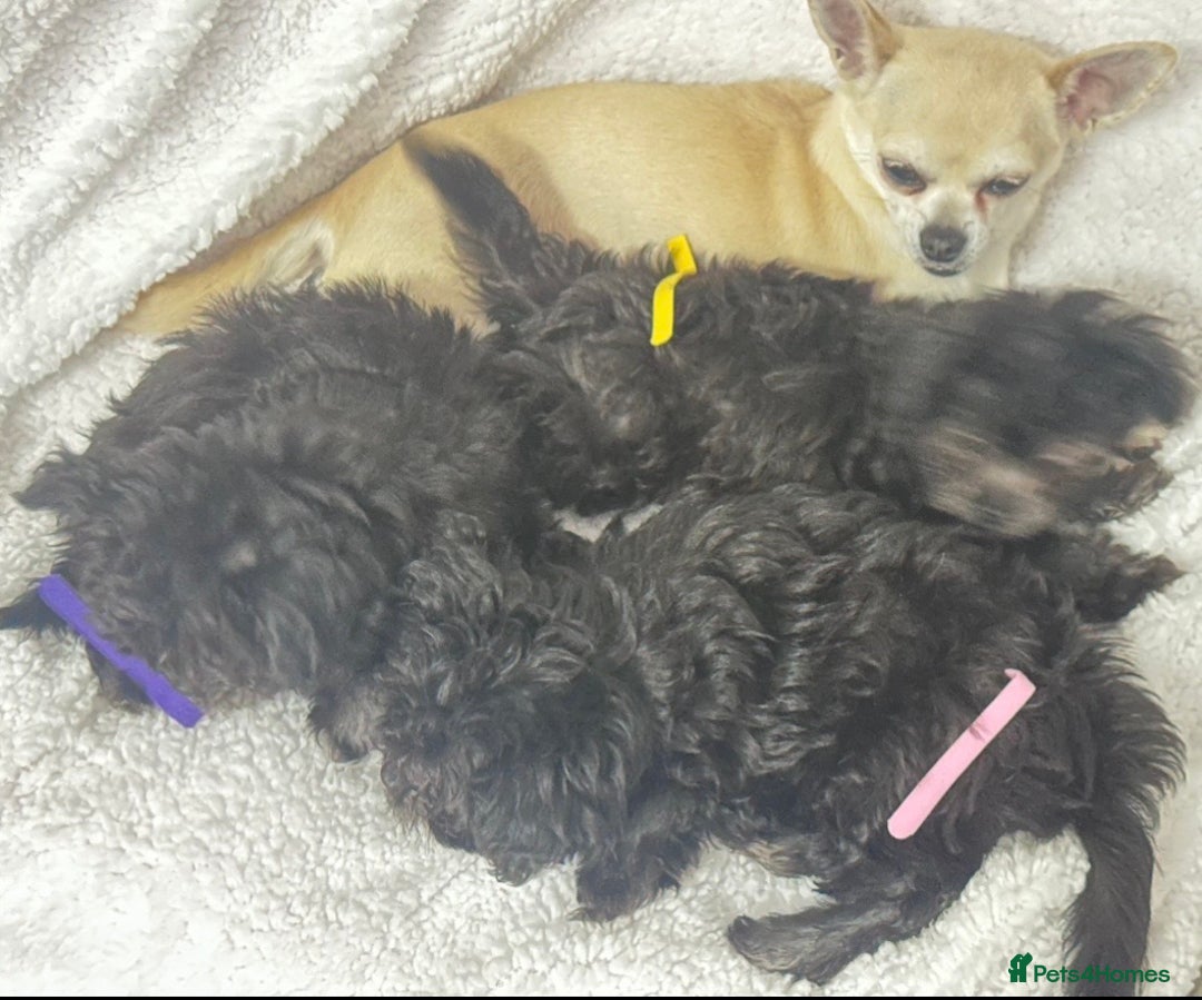 Chipoo dogs for sale: 3 stunning female Chipoo’s - Advert 6