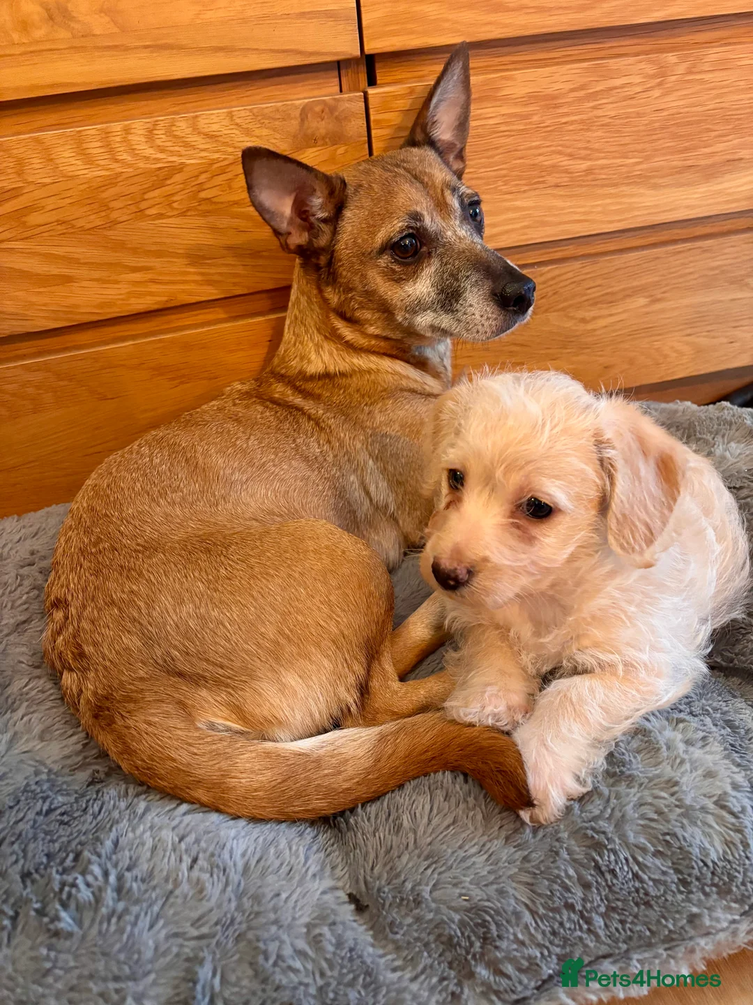 Mixed Breed dogs for sale: Puppy girl  - Advert 1