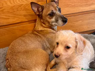 Mixed Breed dogs Puppy girl - Advert 5