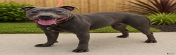 Staffordshire Bull Terrier dogs for sale: Bell adult female blue staff for sale  - Advert 3