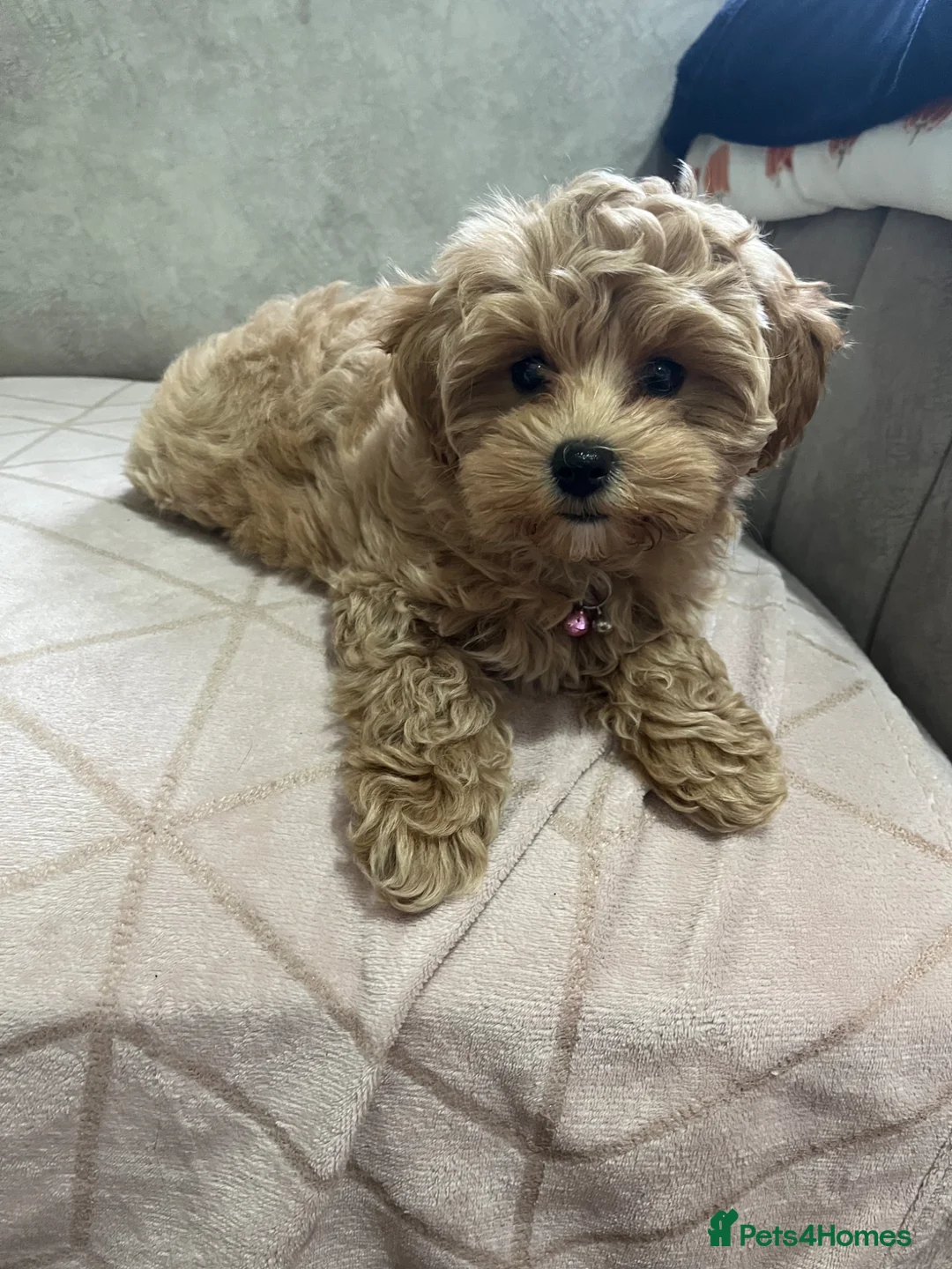 Maltipoo dogs for sale: F1 maltipoo girl - Advert 1