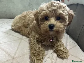 Maltipoo dogs F1 maltipoo girl - Advert 1