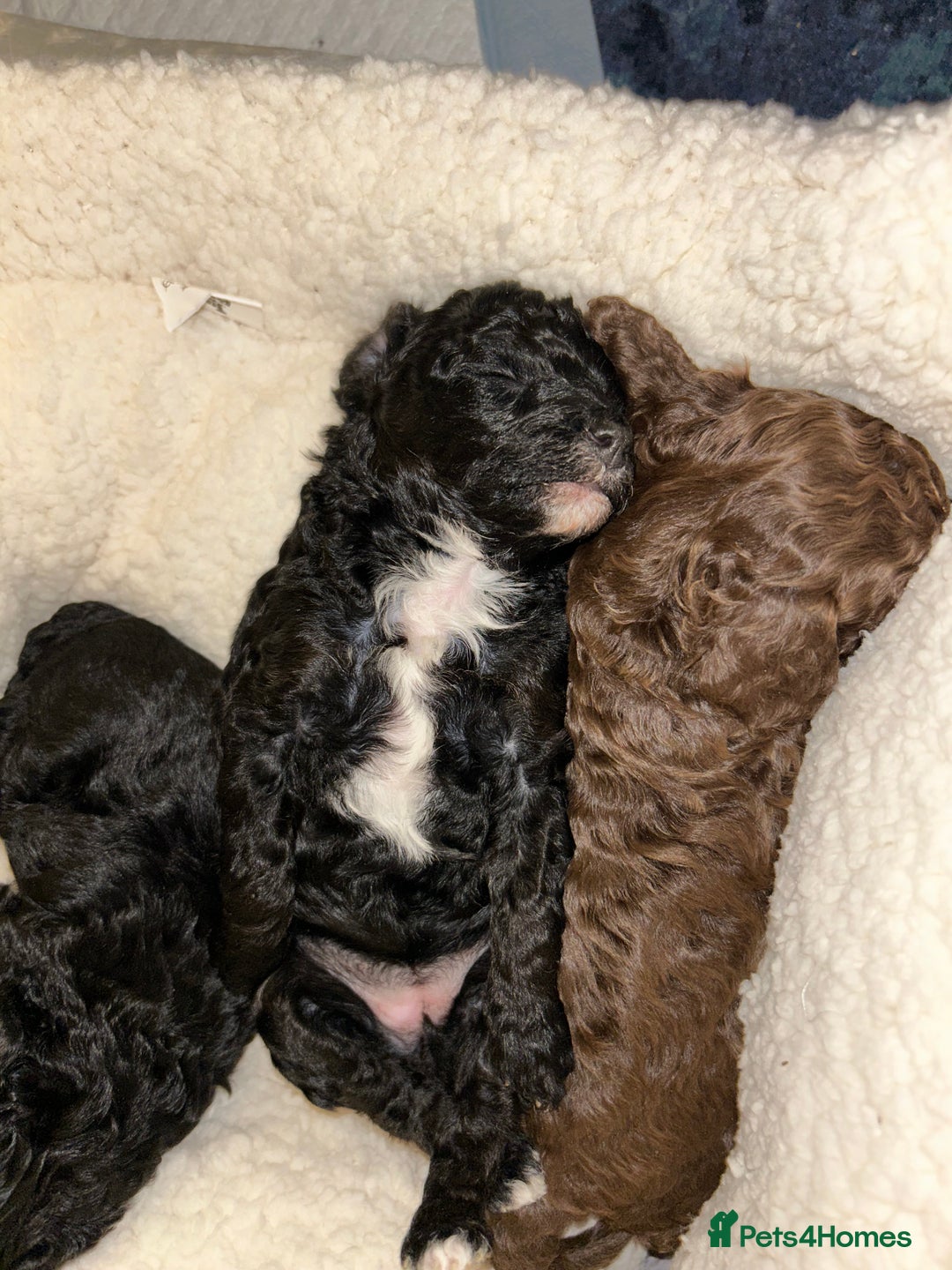 Mixed Breed dogs for sale: Beautiful black and white female poodle - Advert 4