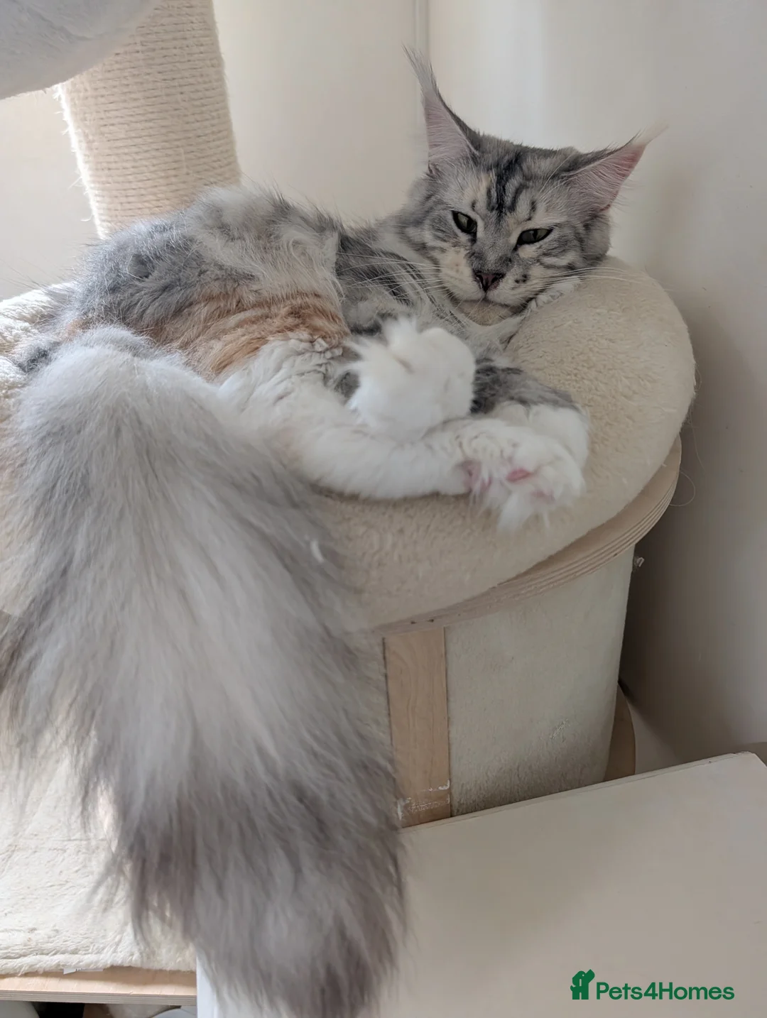 Maine Coon cats for sale: Beautiful Tica Registered Maine Coon kittens  - Advert 11