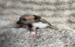 Mixed Breed dogs for sale: 3/4 Italian greyhound puppies  - Image 15