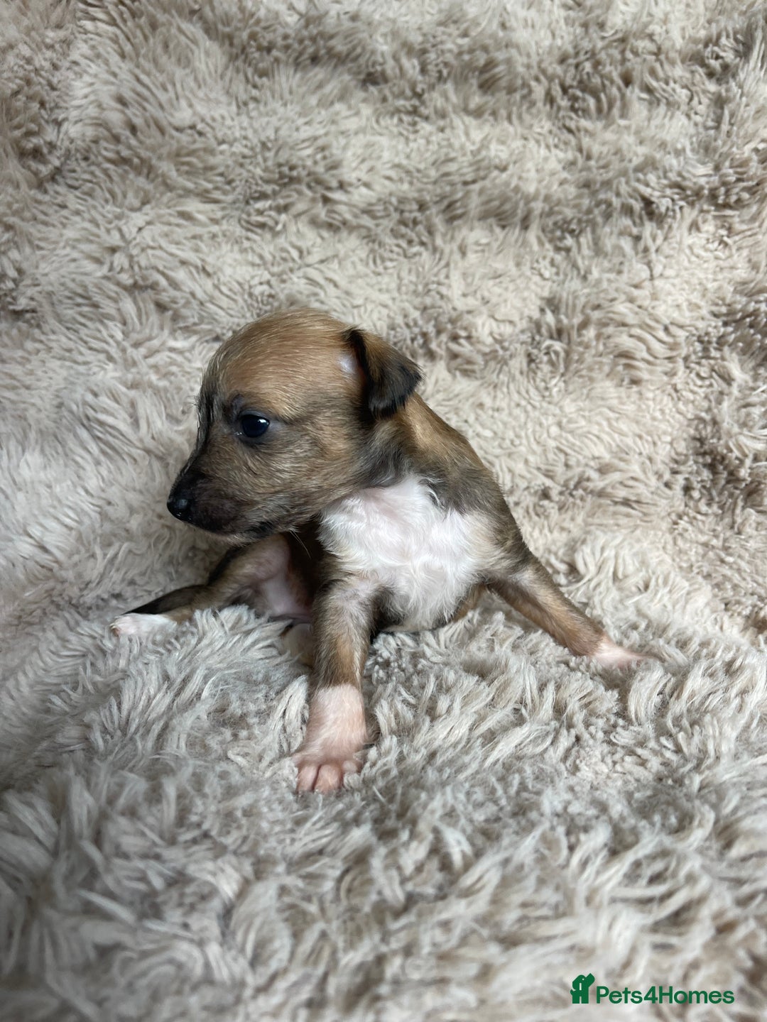 Mixed Breed dogs for sale: 3/4 Italian greyhound puppies  - Image 15