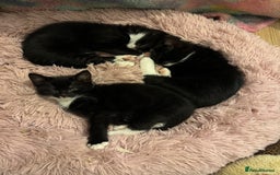 British Shorthair cats for sale: 7 kittens just turned 8 weeks  - Image 6