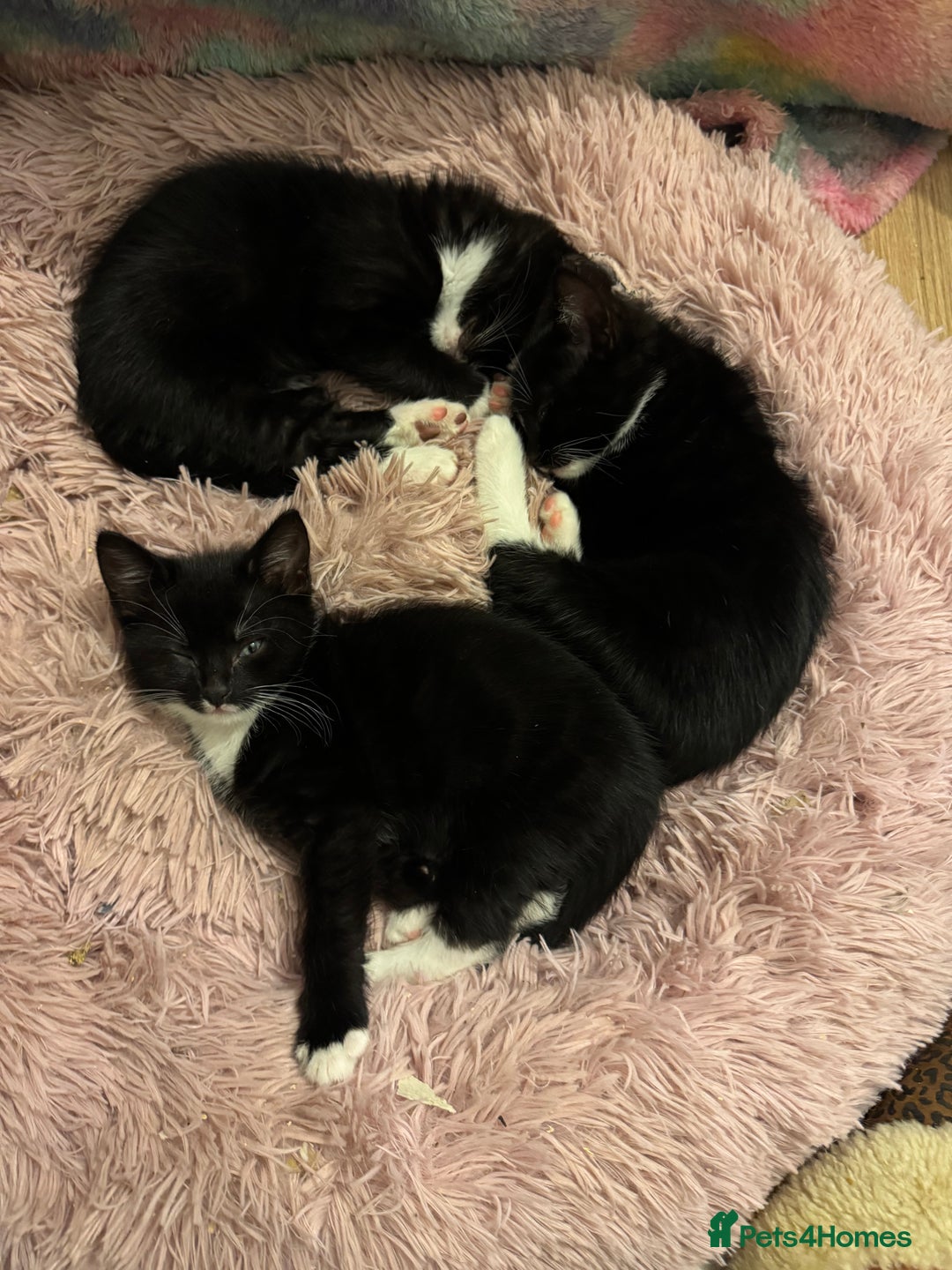 British Shorthair cats for sale: 7 kittens just turned 8 weeks  - Image 6