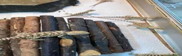Bearded Dragon reptiles for sale: Baby Bearded Dragons - Advert 3