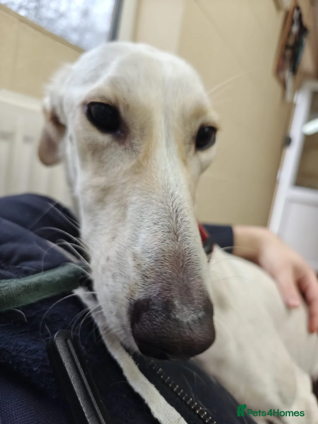 Lurcher dogs for adoption: Pirelli - Advert 2