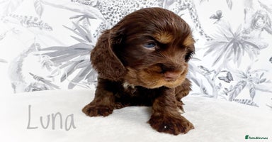Cocker Spaniel dogs - Advert 7