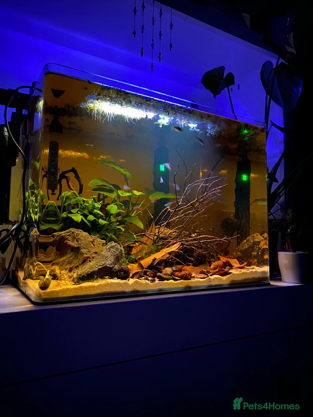 Tetras fish for sale: 🌿💞 70L Aquascape Setup in Dorchester - Advert 2