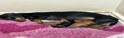 Miniature Dachshund dogs for sale: Litter of shaded red miniature Daschunds  - Advert 9