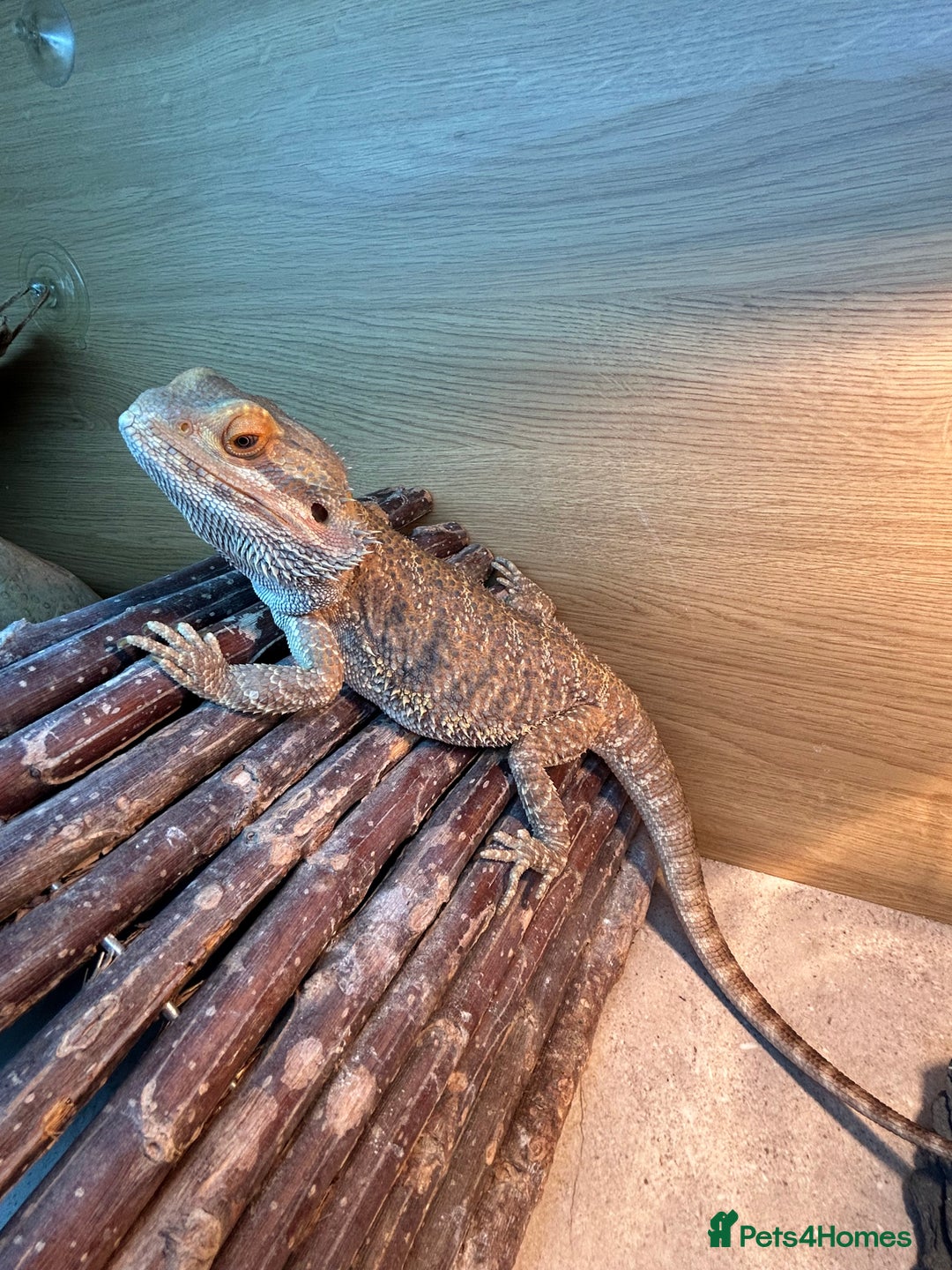 Bearded Dragon reptiles for sale: Bearded dragon and vivarium - Advert 2