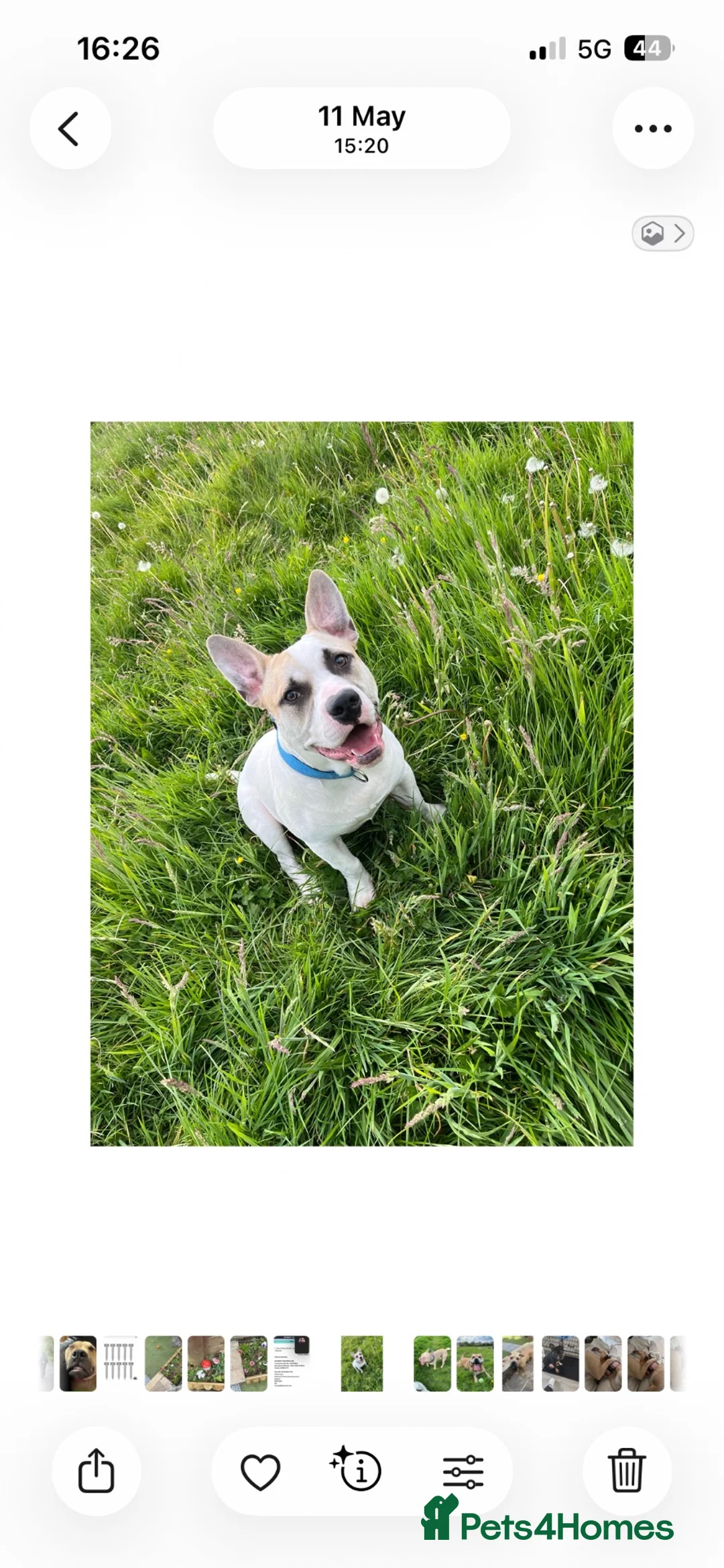 Mixed Breed dogs for sale: 10 month old male puppy  - Advert 1