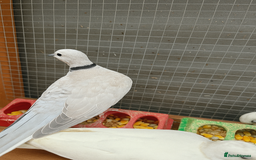 Doves birds for sale: Ring neck doves - Image 4