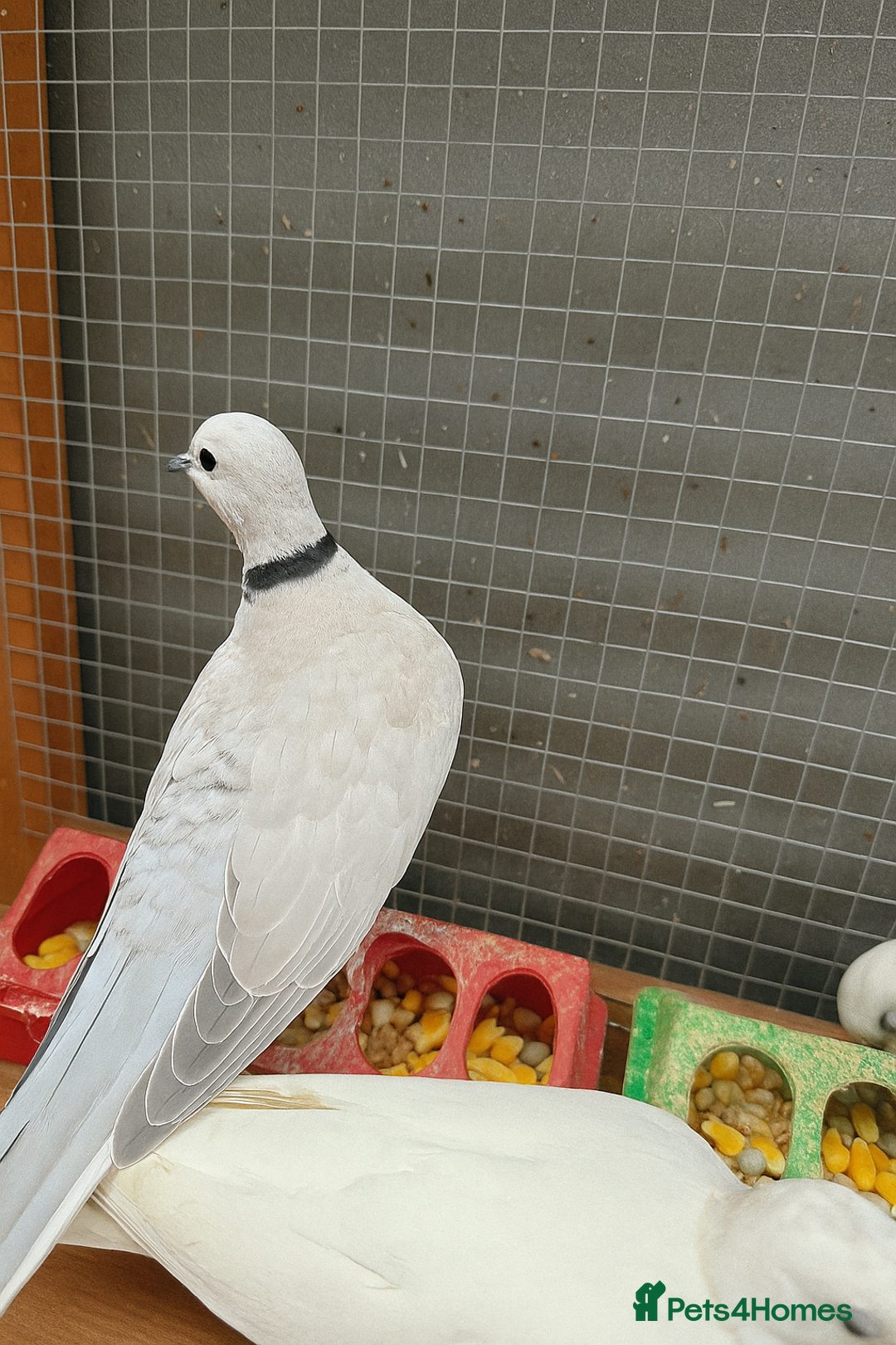 Doves birds for sale: Ring neck doves - Image 4
