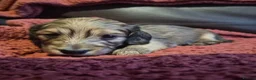 Miniature Dachshund dogs for sale: Kc reg miniature daschund puppies  - Advert 7