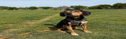 Mixed Breed dogs for adoption: URGENT: Ivan (Greek Harehound) - Advert 5