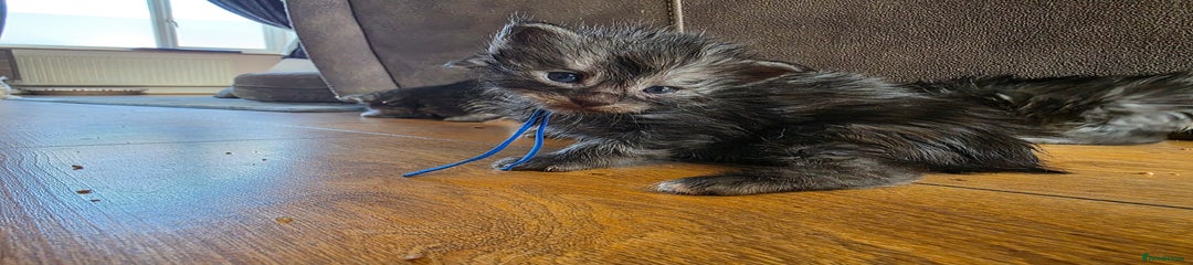Maine Coon Kitten 4