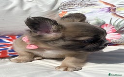 French Bulldog dogs for sale: DNA Health tested 5 🌟 KC fluffy French bulldogs - Image 5