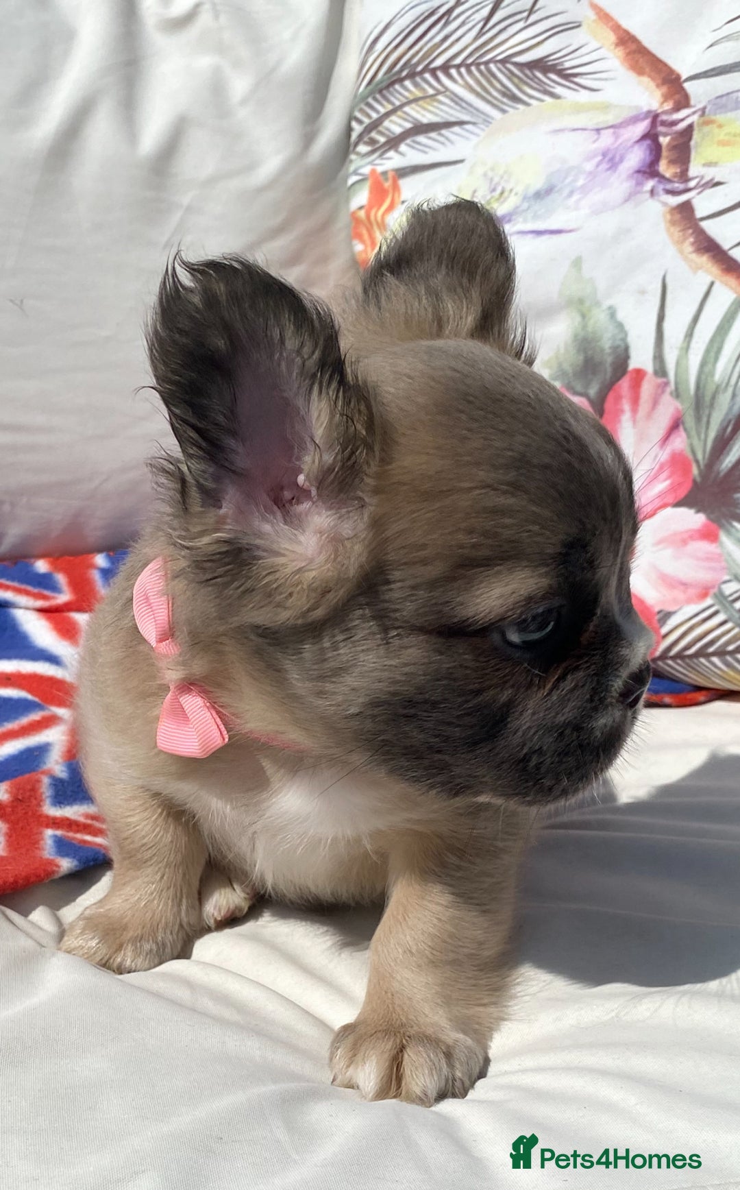 French Bulldog dogs for sale: DNA Health tested 5 🌟 KC fluffy French bulldogs - Image 5