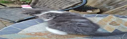 Mixed Breed cats for sale: Beautiful Plush, Fluffy Kittens - RAGBRITS CROSS - Advert 3