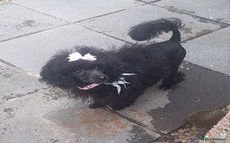Toy Poodle dogs for sale: *REDUCED*1 WHITE BOY, 1 BLACK GIRL TOY POODLES in Colwyn Bay - Image 16